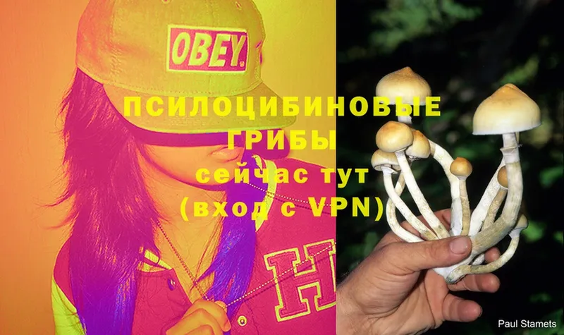 Псилоцибиновые грибы Psilocybe  Ковылкино 